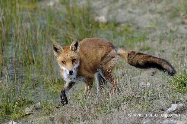 Renard roux