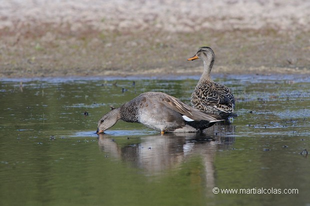 Canard chipeau