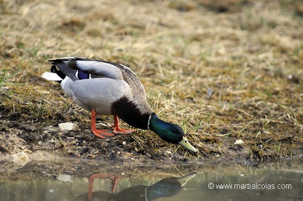 Canard colvert