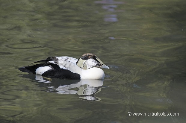 Eider à duvet