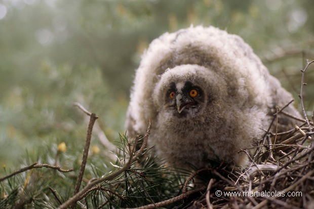 Hibou moyen-duc