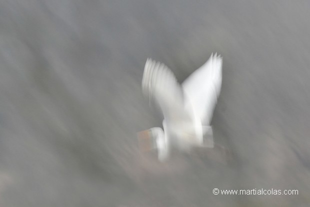 Grande aigrette