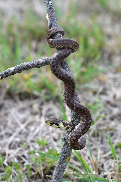 Couleuvre d'Esculape