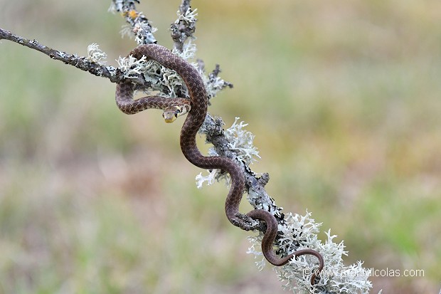 Couleuvre d'Esculape