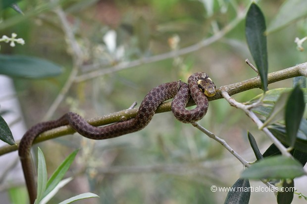 Couleuvre d'Esculape