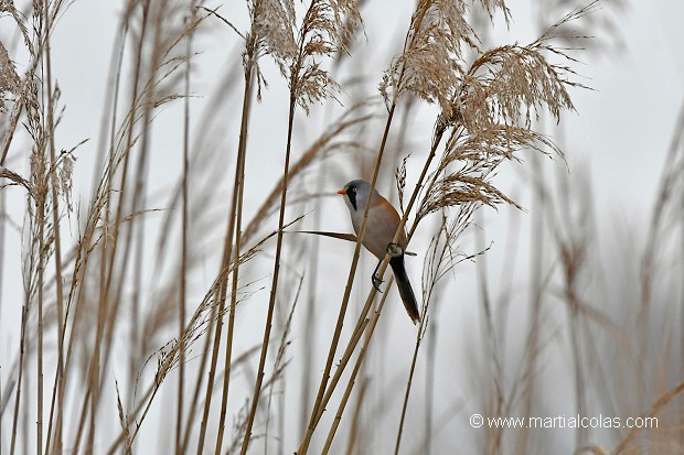Panure à moustaches