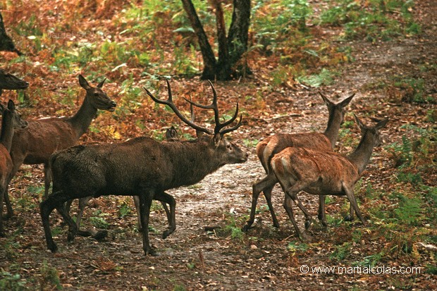 Cerf élaphe