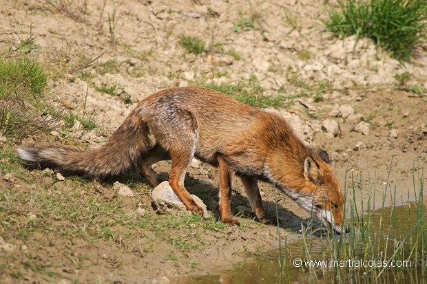 Renard roux